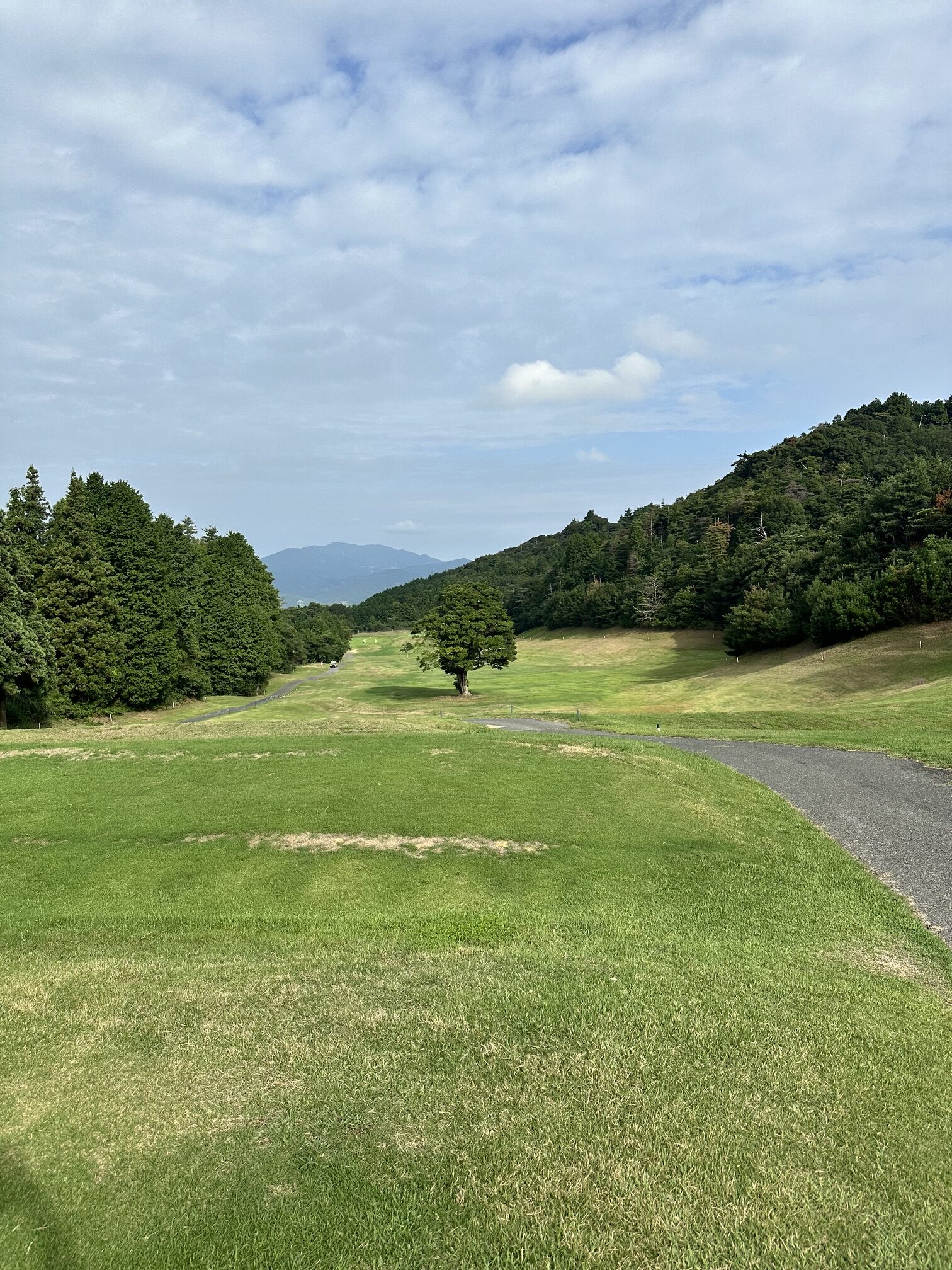 杉 1番コース